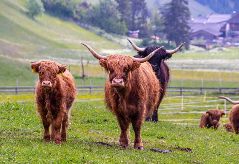 Ancient Bloodlines on Modern Pastures: The Quiet Revolution of Heritage Cattle