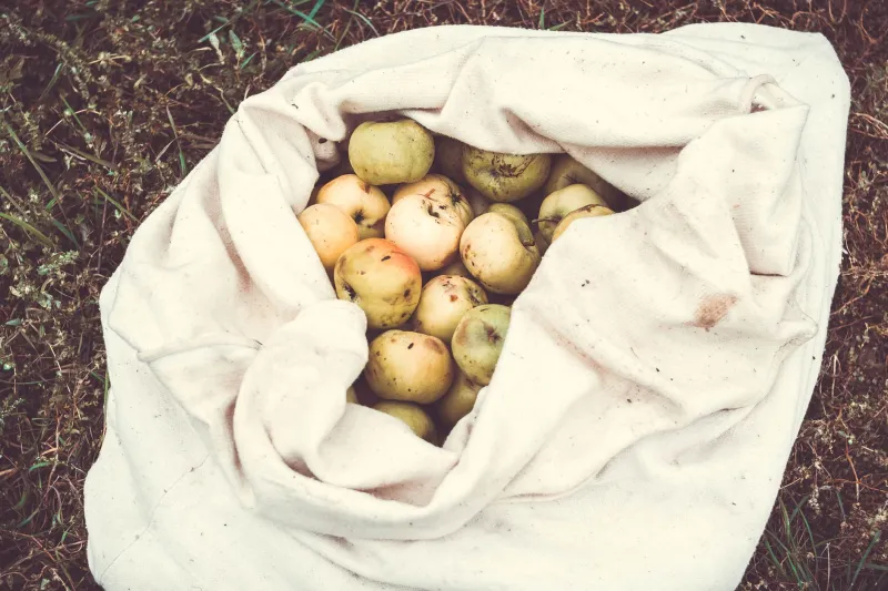 The Apple Detectives: Saving Britain's Lost Orchard Varieties Before Time Runs Out
