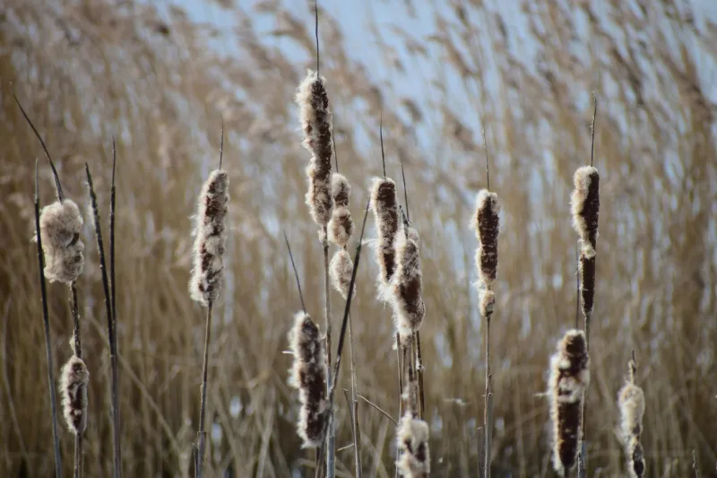 Beyond the Drains: How the Fens Are Reclaiming Their Wild Culinary Soul