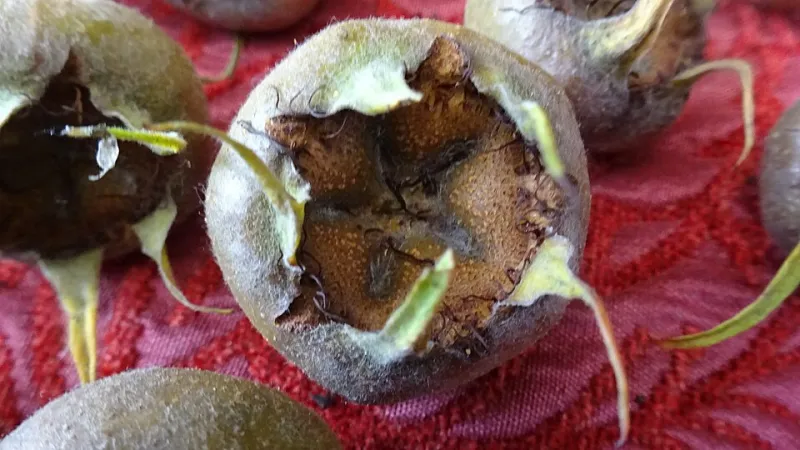 Bletted and Beautiful: The Quiet Revival of Britain's Most Misunderstood Orchard Fruit