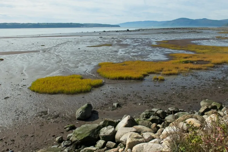 Britain's Muddy Goldmines: Where Estuary Meets Table in Five Spectacular Tidal Larders