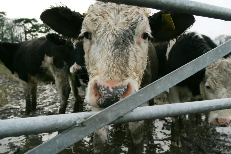 The Ground Truth: How Britain's Forgotten Soil Stories Are Reshaping Our Understanding of Flavour