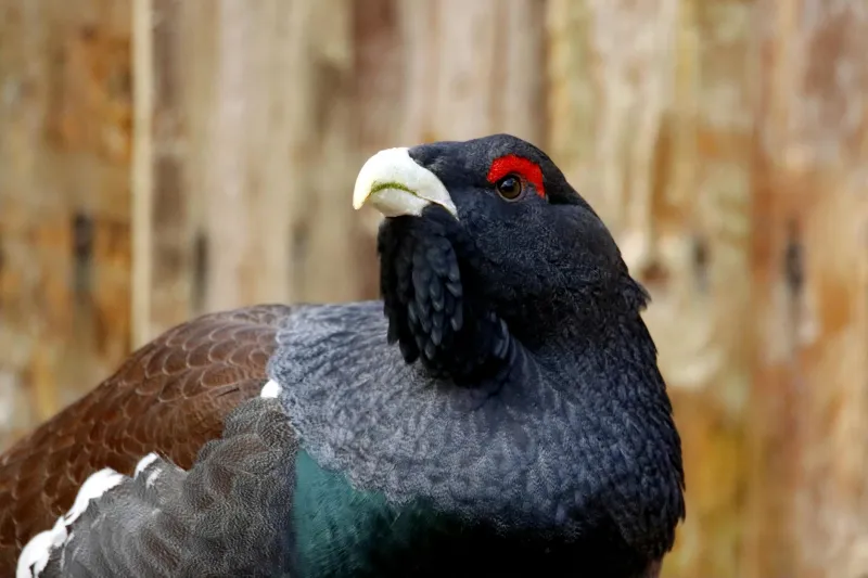 Beyond the Beating: How Britain's Grouse Moors Feed a Nation One Perfect Bird at a Time