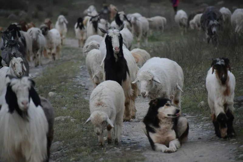 Hardy Flocks, Ancient Ground: The Hill Shepherds Who Shape Britain's Wild Places