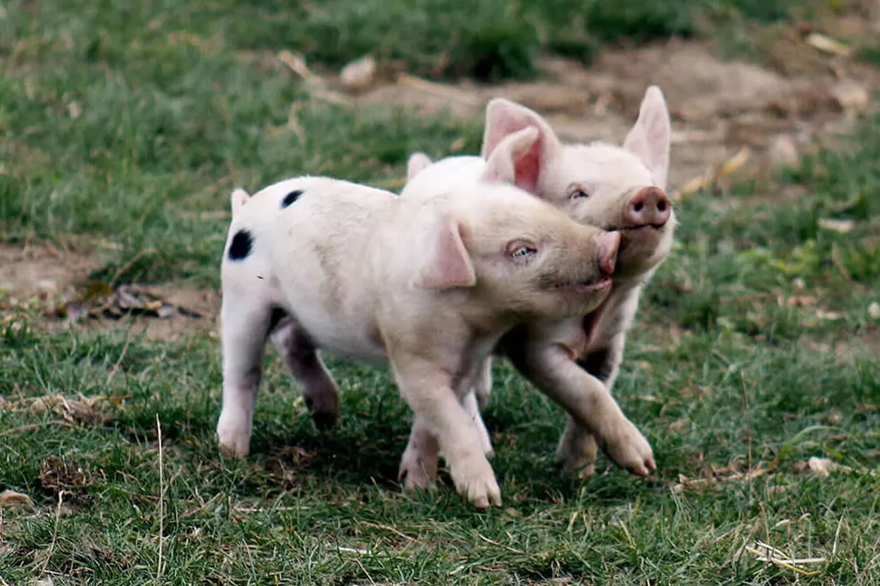 Gloucestershire Old Spot