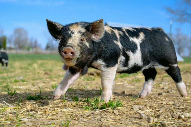 Beyond Bacon: How Britain's Rare Pig Breeds Are Reclaiming Flavour from Factory Farms