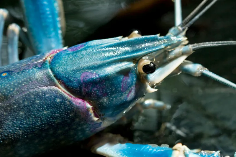 Invasion Cuisine: Five Rivers Where Britain's Crayfish Problem Became Dinner