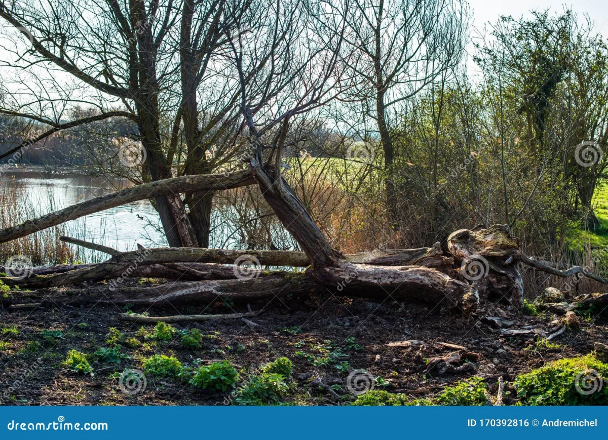 Wicken Fen