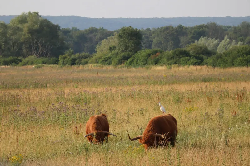 Marsh Guardians: How Ancient Cattle Breeds Keep Britain's Wetlands Wild
