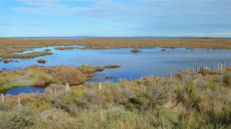 Marsh Harvest: The Forgotten Foragers Who Feed Britain from Wetland and Fen