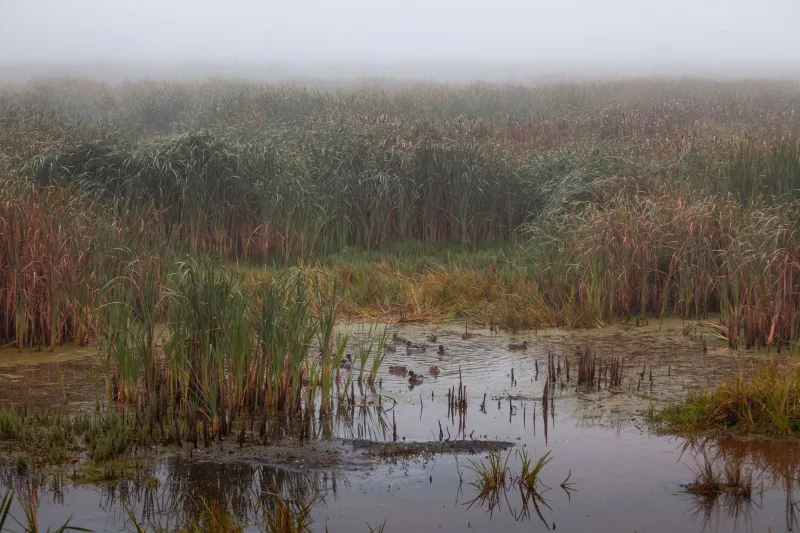 Marsh in a Bottle: The Wetland Distillers Giving Britain's Fens a Flavour Worth Fighting For