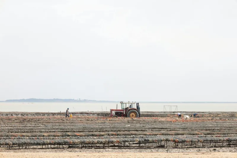 Tide, Time, and Tradition: Britain's Mudflat Guardians Restore the Native Oyster's Ancient Realm