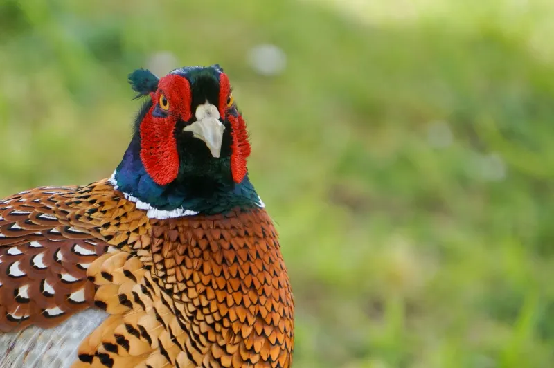 New Boots on Old Ground: The Young Gamekeepers Changing What Ends Up on the Plate