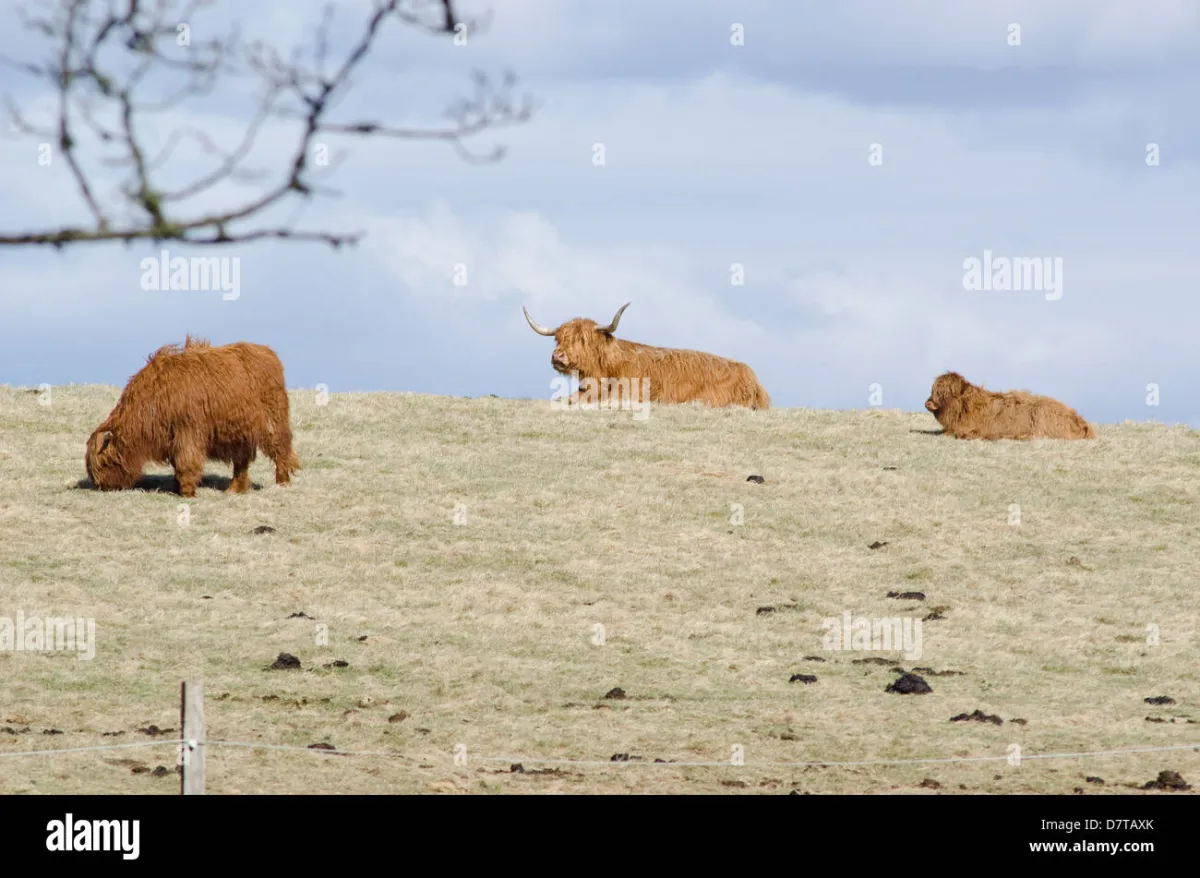 Highland cattle
