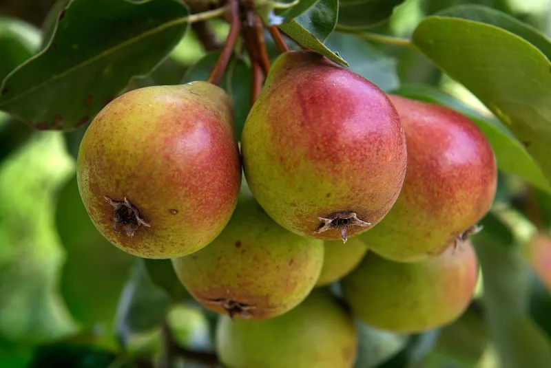 Pears on the Precipice: The Last Guardians of Britain's Perry Country