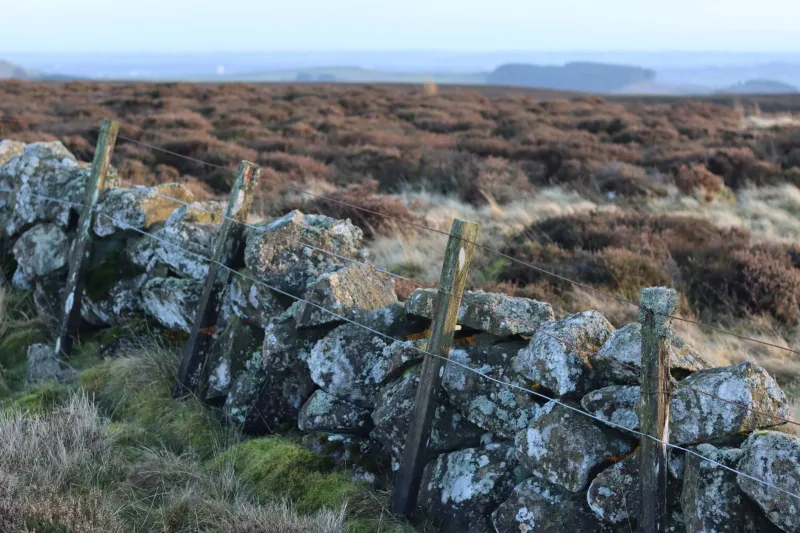 Purple and Patient: The Moorland Beekeepers Bringing Scotland's Heather Honey Back