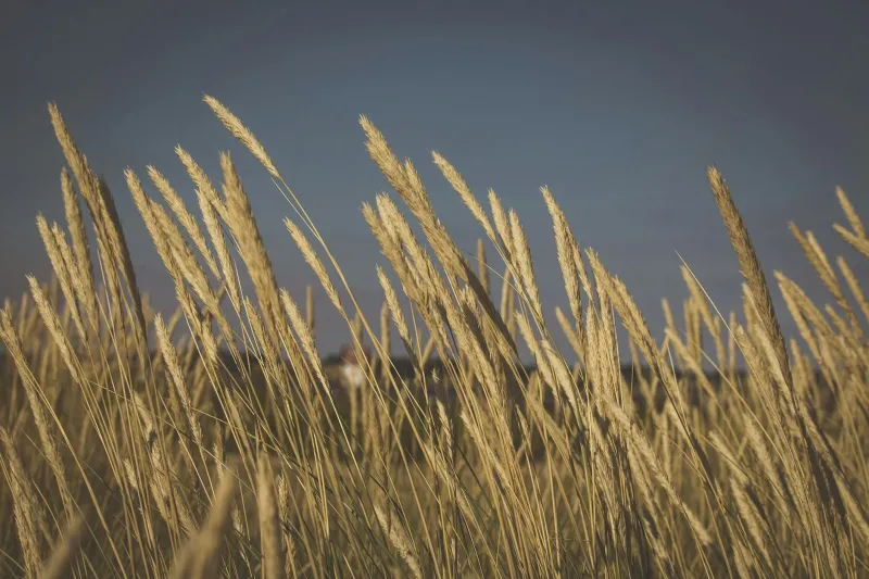 Sacred Grain, Sacred Ground: The Lammas Revival Transforming Britain's Harvest Tables