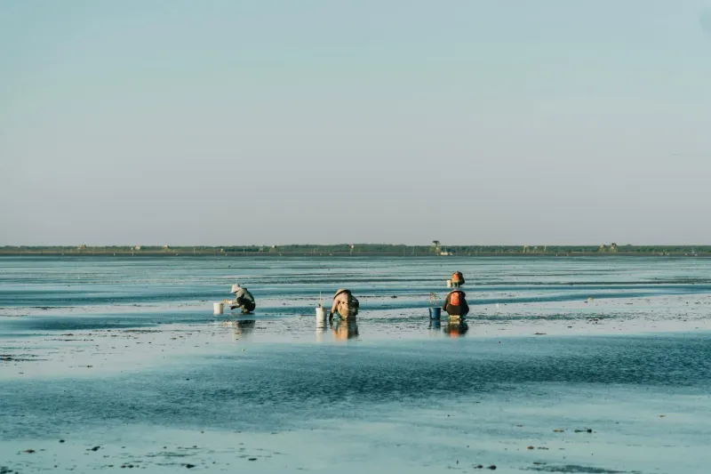 Salt Winds and Sea Spinach: The Women Who Fed Britain's Fishing Villages from Tide and Cliff