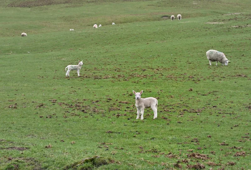 Spring's Hidden Feast: When Lambing Season Opens Britain's Most Forgotten Pantry