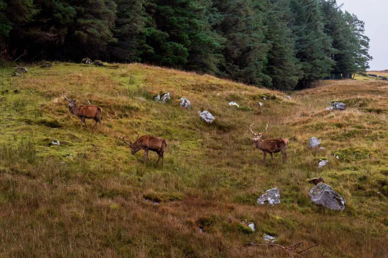 Too Many Deer, Not Enough Plates: The Wild Harvest Reshaping British Fine Dining