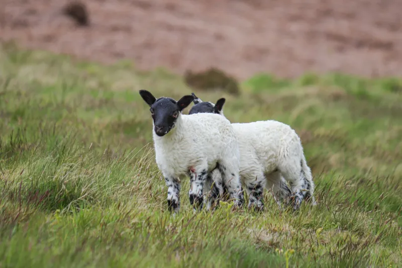 Valley on the Plate: How Britain's Shepherd-Chefs Are Pouring the Hills Into Every Glass