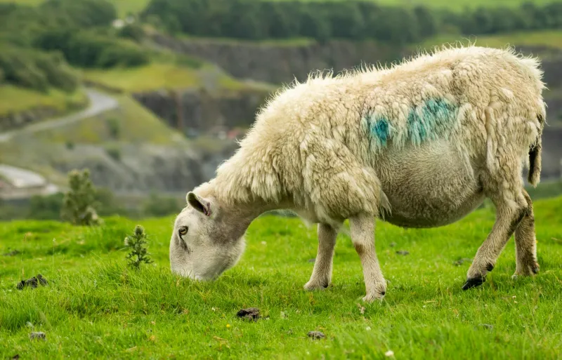 Voices from the Fell: The Shepherds Whose Memories Hold Britain's Pastoral Future