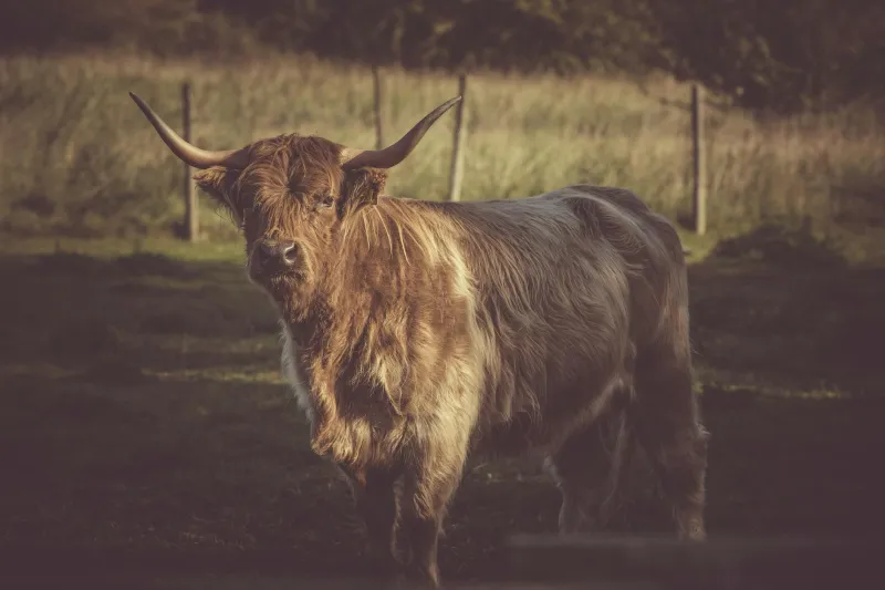 Walking the Forgotten Highways: Ancient Cattle Trails That Fed Britain's Appetite