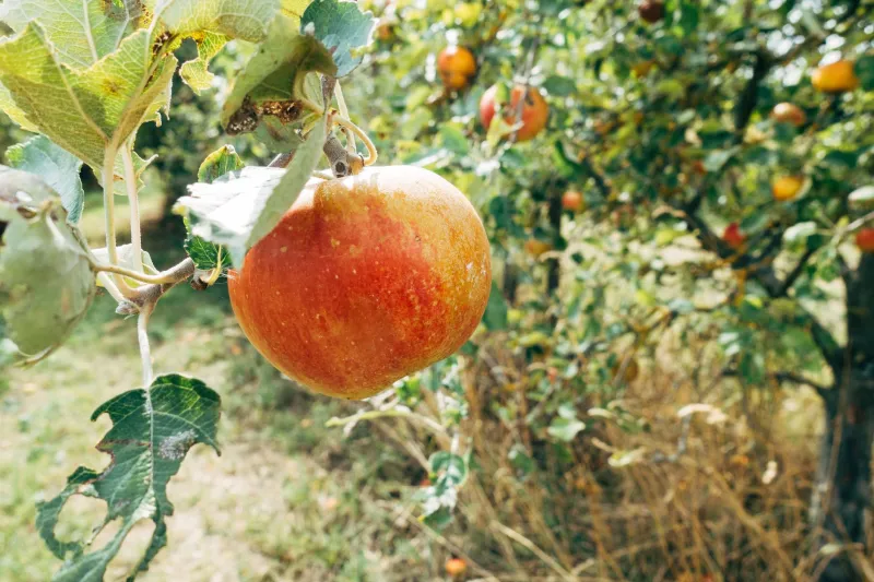 What the Orchard Knows: Inside Britain's Heritage Cider Revival