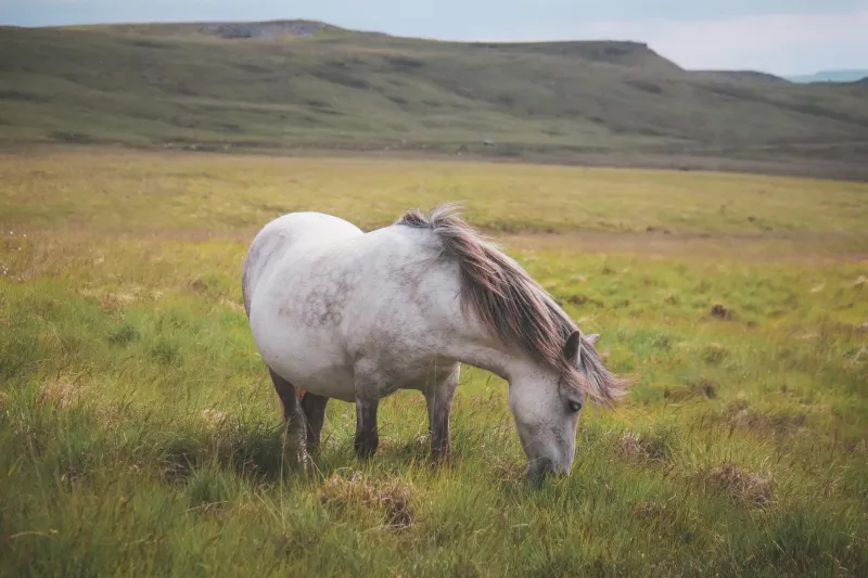 Wild Hearts on Ancient Moor: The Families Who Keep Exmoor's Ponies Running Free