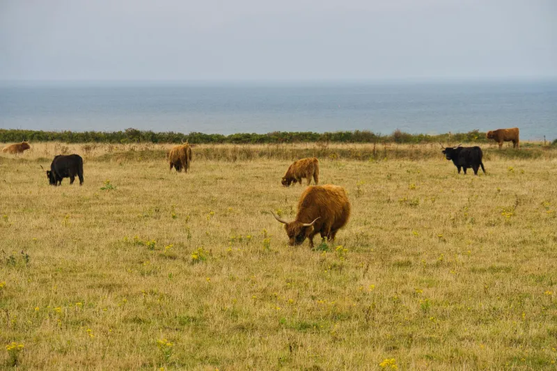Wildflower Pastures: Ancient Meadow Rights Bloom Into Britain's Finest Flavours
