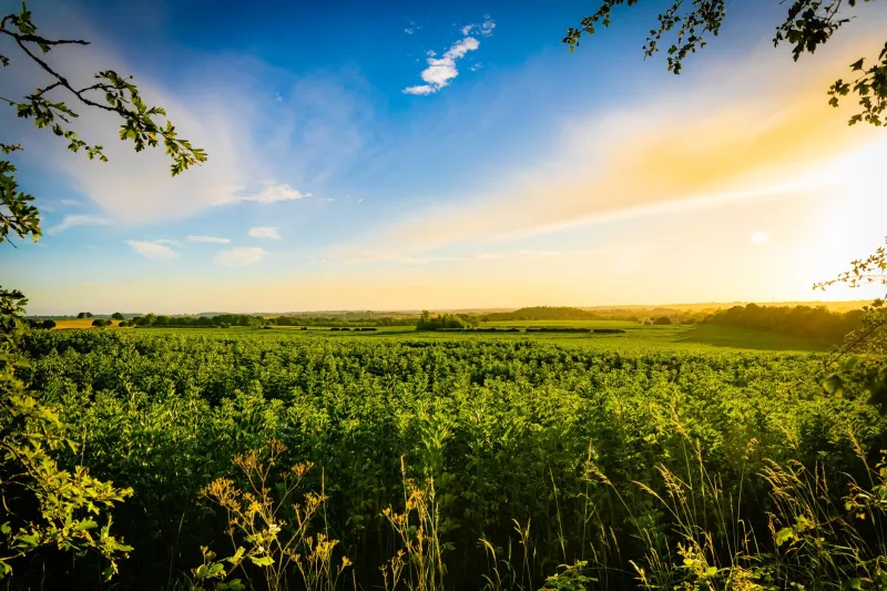 Roots Down: The Young Countryfolk Trading Career Ladders for Something Worth Building